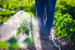 Borax in Pesticides